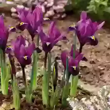Purple Hill